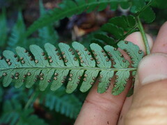 Dryopteris marginalis