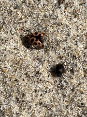 Coleomegilla maculata