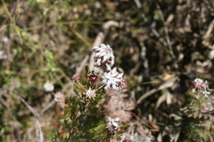 Serruria pedunculata