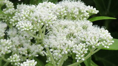 Austroeupatorium