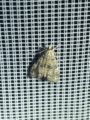 Elophila gyralis