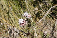 Serruria pedunculata