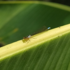 Ischnura denticollis
