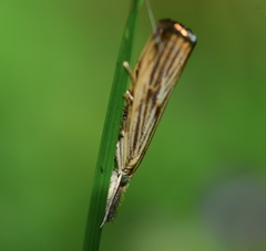 Agriphila