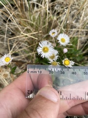 Erigeron philadelphicus provancheri