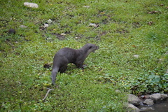 Lutrogale perspicillata