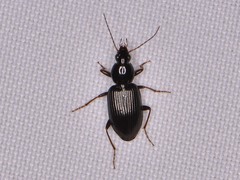 Agonum punctiforme