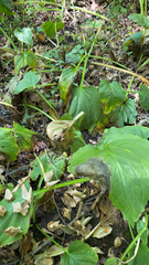 Symplocarpus foetidus