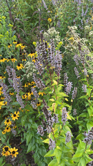 Agastache foeniculum