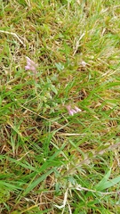 Odontites vernus