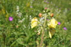Verbascum spectabile