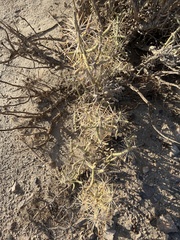 Cylindropuntia ramosissima