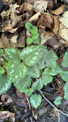 Lamium galeobdolon