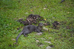 Lutrogale perspicillata