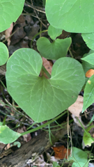 Asarum canadense
