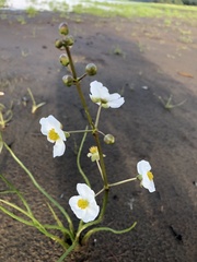 Sagittaria