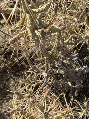 Cylindropuntia ramosissima