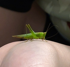 Conocephalus cinereus