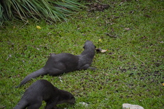 Lutrogale perspicillata