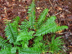 Polystichum acrostichoides
