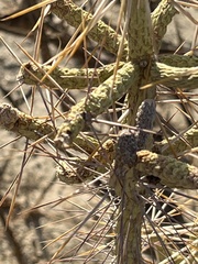 Cylindropuntia ramosissima