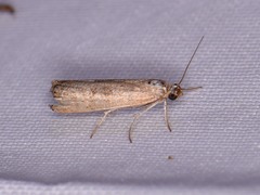 Parapediasia teterrellus