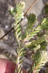 Phylica ericoides