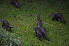 Lutrogale perspicillata