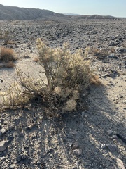 Cylindropuntia ramosissima
