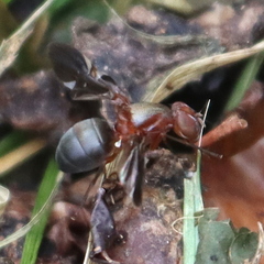 Delphinia picta