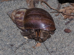Coenobita