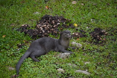 Lutrogale perspicillata