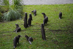 Lutrogale perspicillata