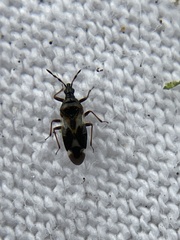 Anthocoris