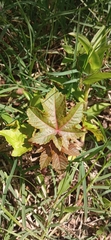 Ricinus communis