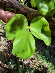 Mucuna macrocarpa