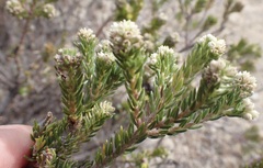 Phylica ericoides