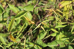 Vincetoxicum nigrum
