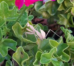 Sphodromantis viridis
