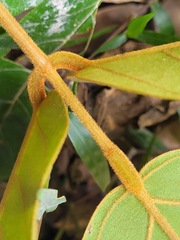 Mucuna macrocarpa