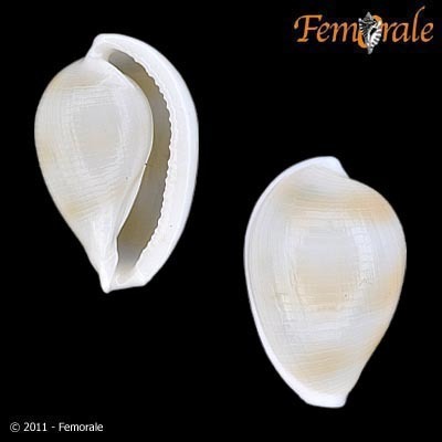 Prionovolvinae