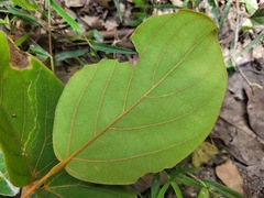 Mucuna macrocarpa