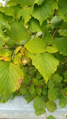 Corylus avellana