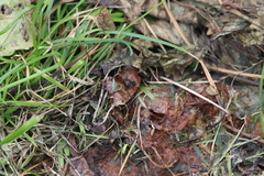 Delphinia picta