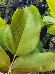 Mucuna macrocarpa