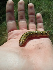 Hyles gallii
