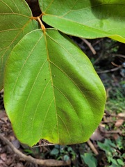 Mucuna macrocarpa