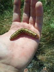 Hyles gallii