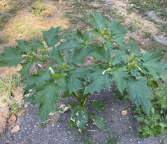 Datura stramonium