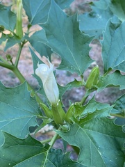 Datura stramonium